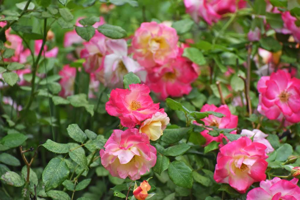 ROSES How to Grow Rose from Cutting, 4 Common Problems & Ultimate Care