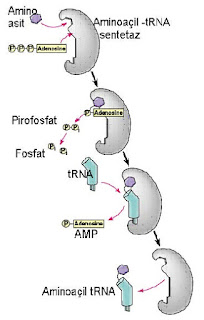 Aminoasit-tRNA Sentetaz