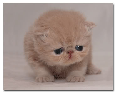 cat3.jpg