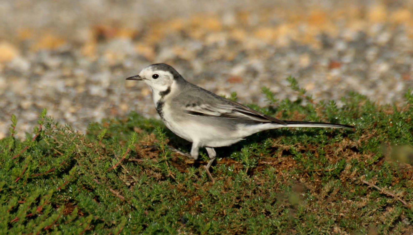 Western Andalucia Birding: White / Pied Wagtail