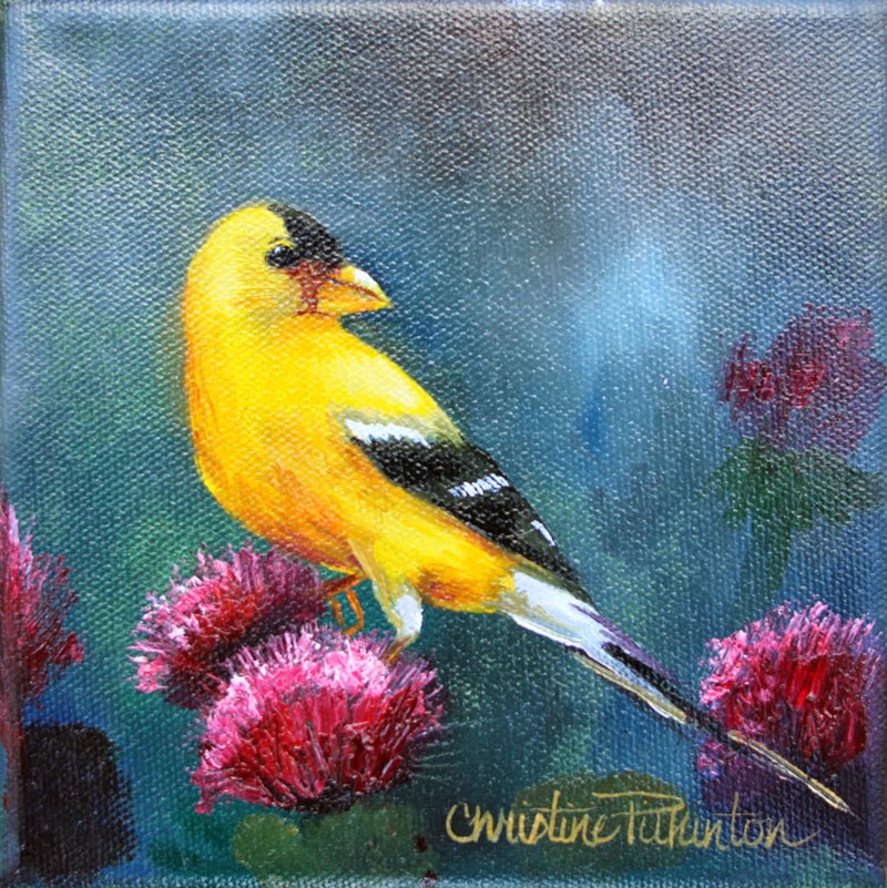 Yellow Finch