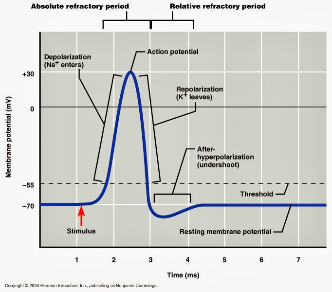 Nerve And Muscle Cells Are In This Phase 93