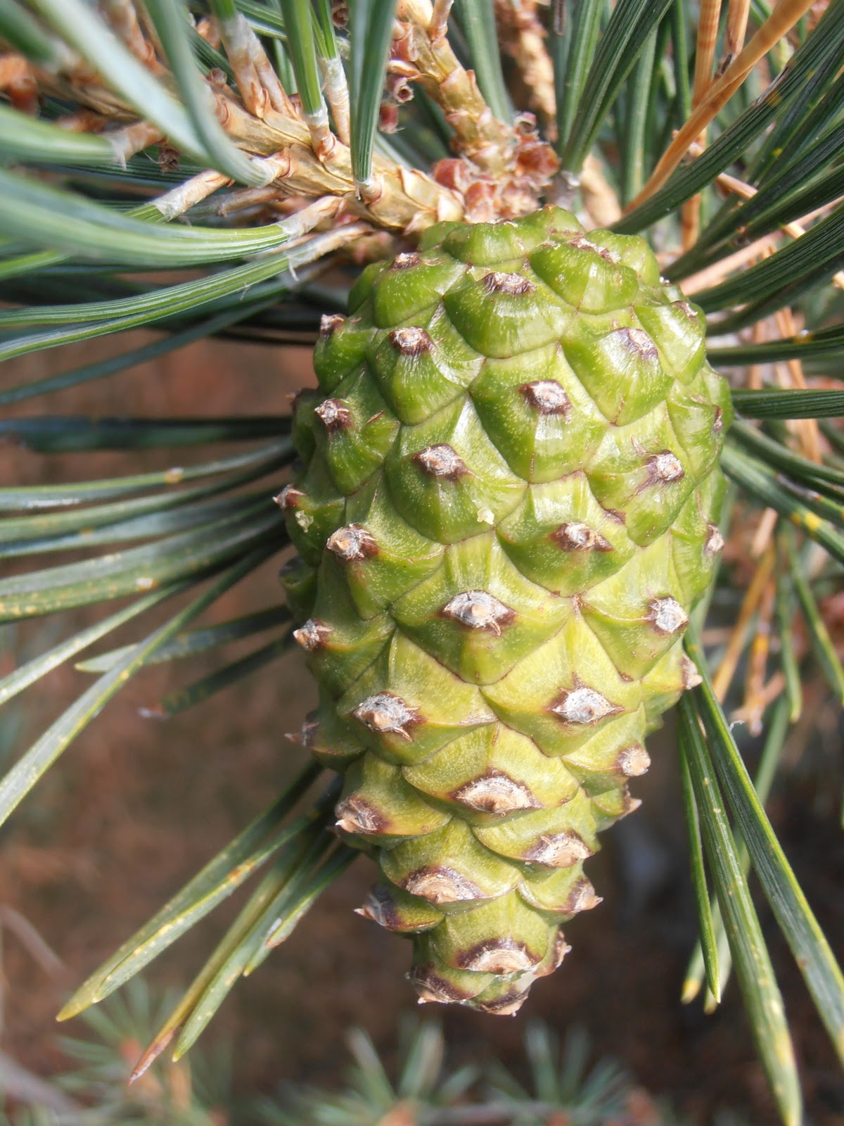 Entre plantas y bichos: Como distinguir especies de pinos