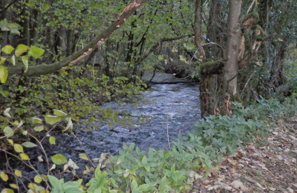 My Daily Walk Below Sauchie Craig
