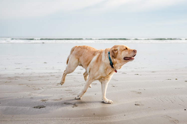 Labrador Retriever Ras Anjing Terpopuler 2018 Di Amerika Serikat Labrador Retriever Ras Anjing Terpopuler 2018 Di Amerika Serikat