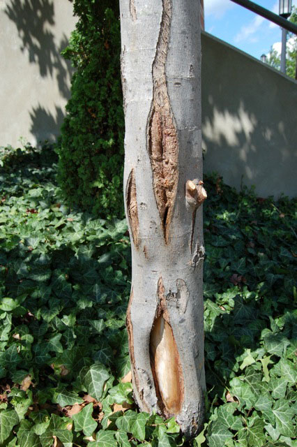 Put On Your Sunscreen...And Don't Forget The Trees