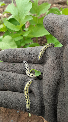 Large White Butterfly caterpillars