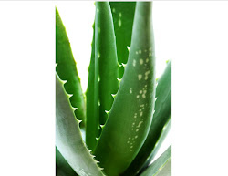 Aloe Plant Leaves