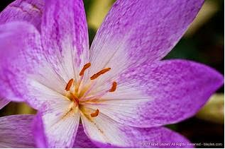  ini merupakan salah satu tanaman bunga yang beracun Bunga Autumn Crocus Salah Satu Bunga Beracun