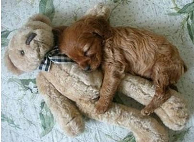 well-that-s-just-me-world-s-cutest-sleeping-animals