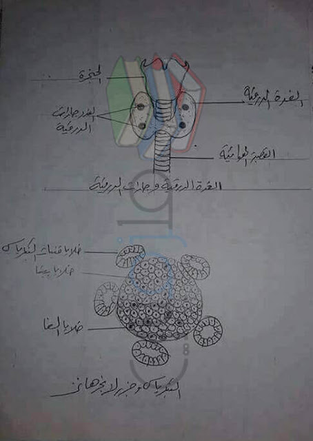 رسومات الاحياء للصف الثالث الثانوى