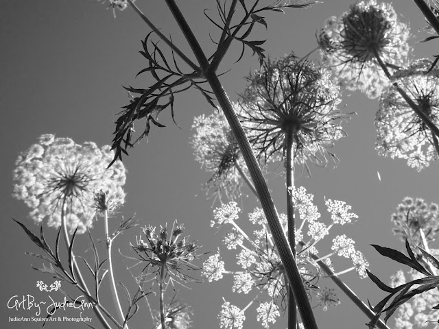 Black & White Photo Of Flowers