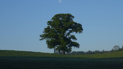 Big Tree and Moon HD Wallpaper Big Tree and Moon HD Wallpaper