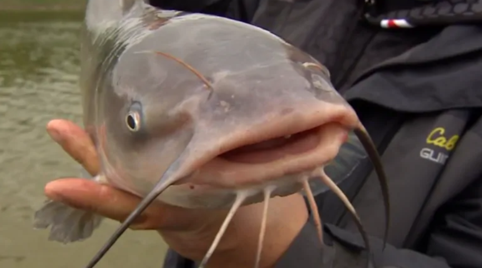 Top 4 Tips To Buy Catfish Online