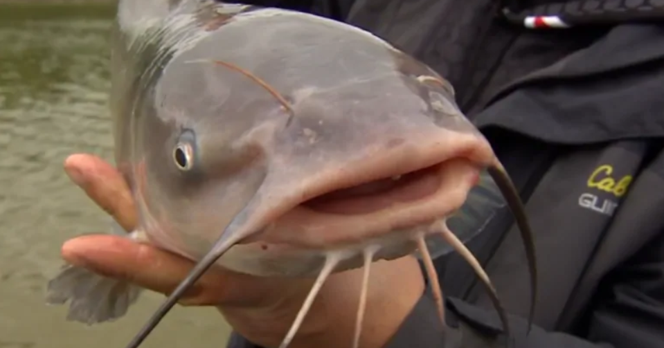 Top 4 Tips To Buy Catfish Online