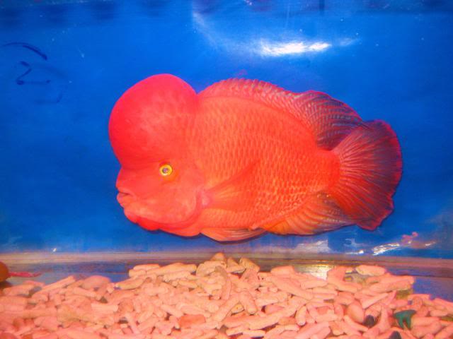 Flowerhorn The Hybrid Cichlids: Red Monkey