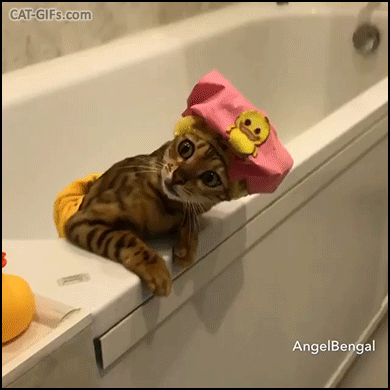 Funny Cat GIF • When you're home alone enjoying your bath and hear a weird noise downstairs Funny Cat GIF • When you're home alone enjoying your bath and hear a weird noise downstairs