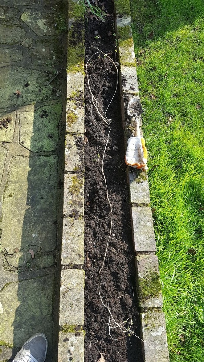 WHAT IS BINDWEED? The Garden of Eaden