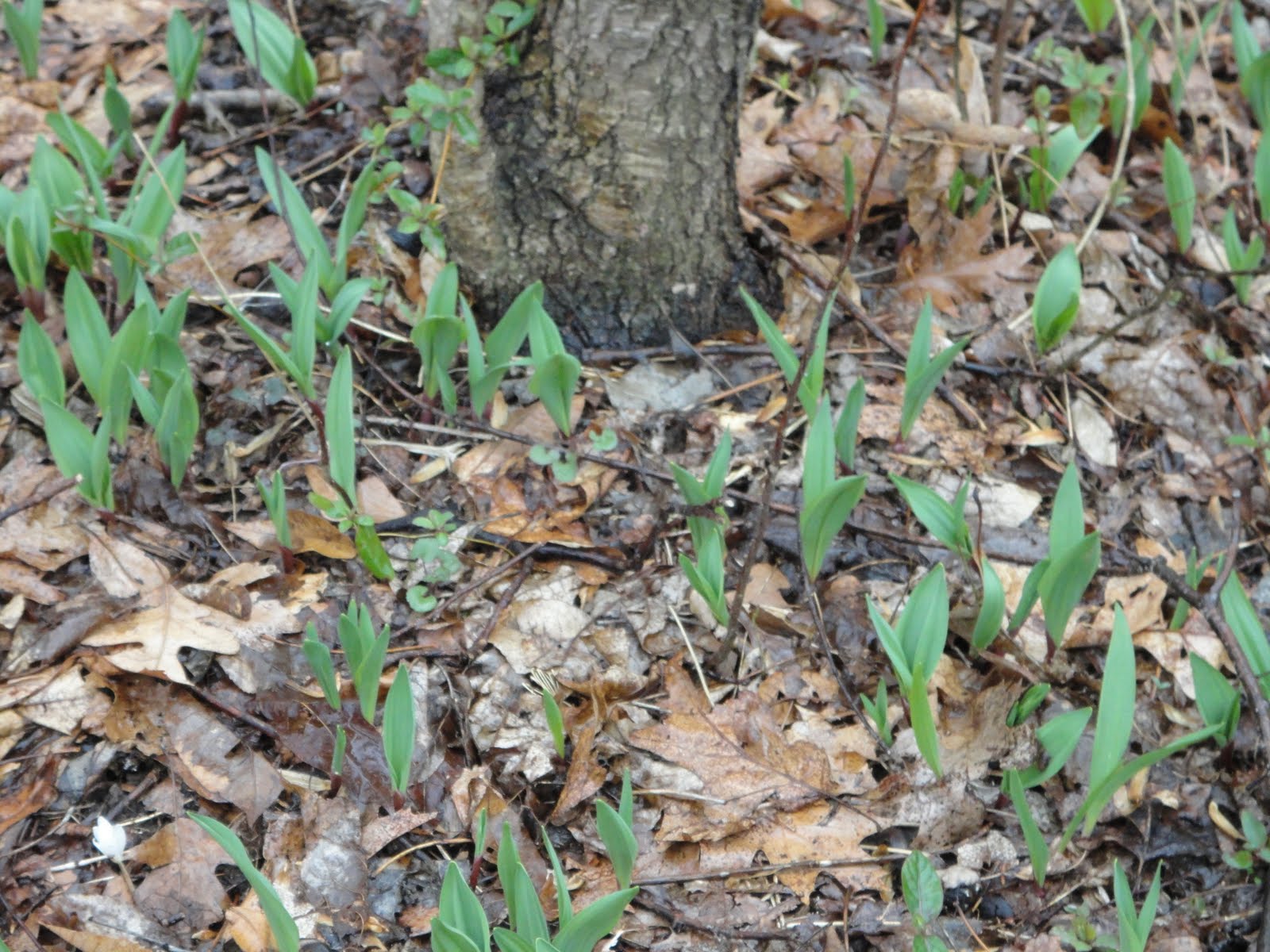 Inverbrook Farm Signs of SpringWild RampsStart of Forage Season