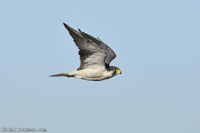 Falcó pelegrí (Falco peregrinus)