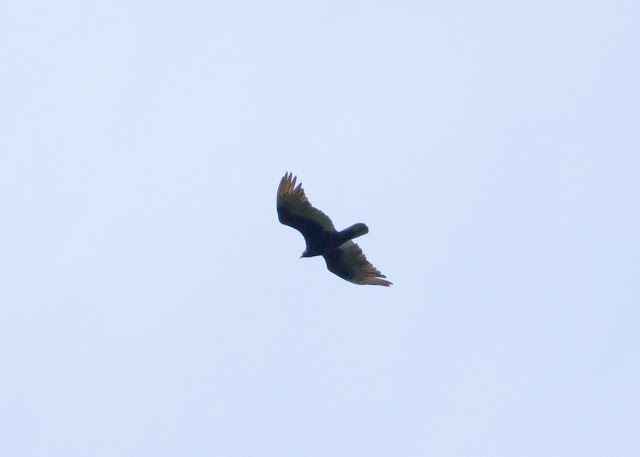 Turkey Vulture - Doodletown, New York