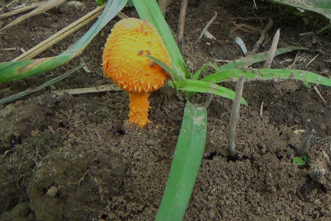 Dlium Scaly tangerine mushroom (Cystoagaricus trisulphuratus)