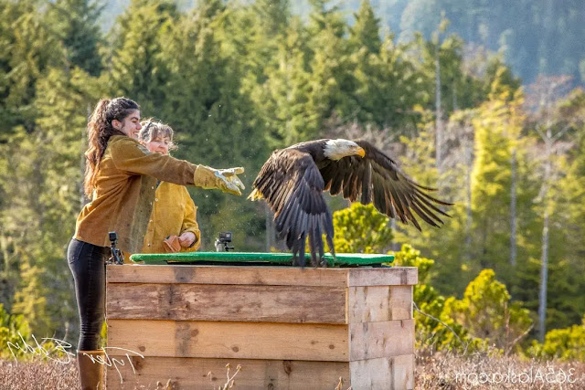 Raptor Rehabilitation Center in Sitka, Alaska Raptor Rehabilitation Center in Sitka, Alaska