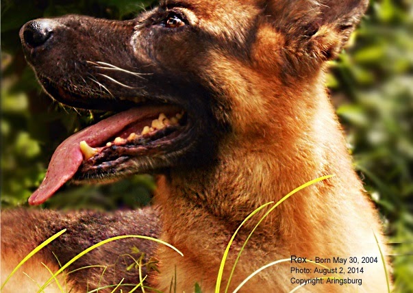 Elderly Or Senior Dog Caring Tips