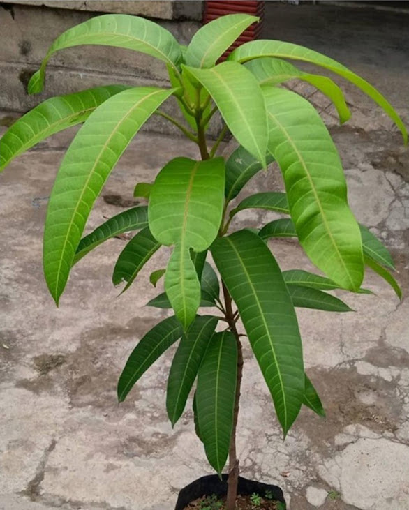 BIBIT MANGGA ALPUKAT okulasi cepat berbuah bisa tabulampot Aceh