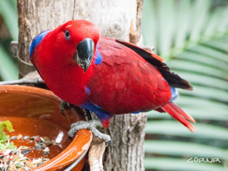 Loro Parque