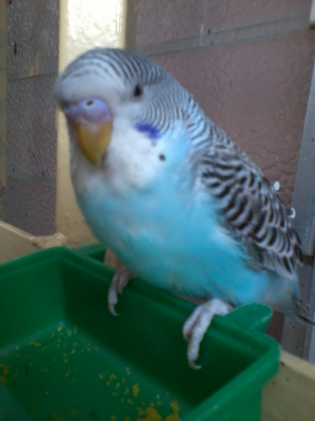 Mis Periquitos: Genética