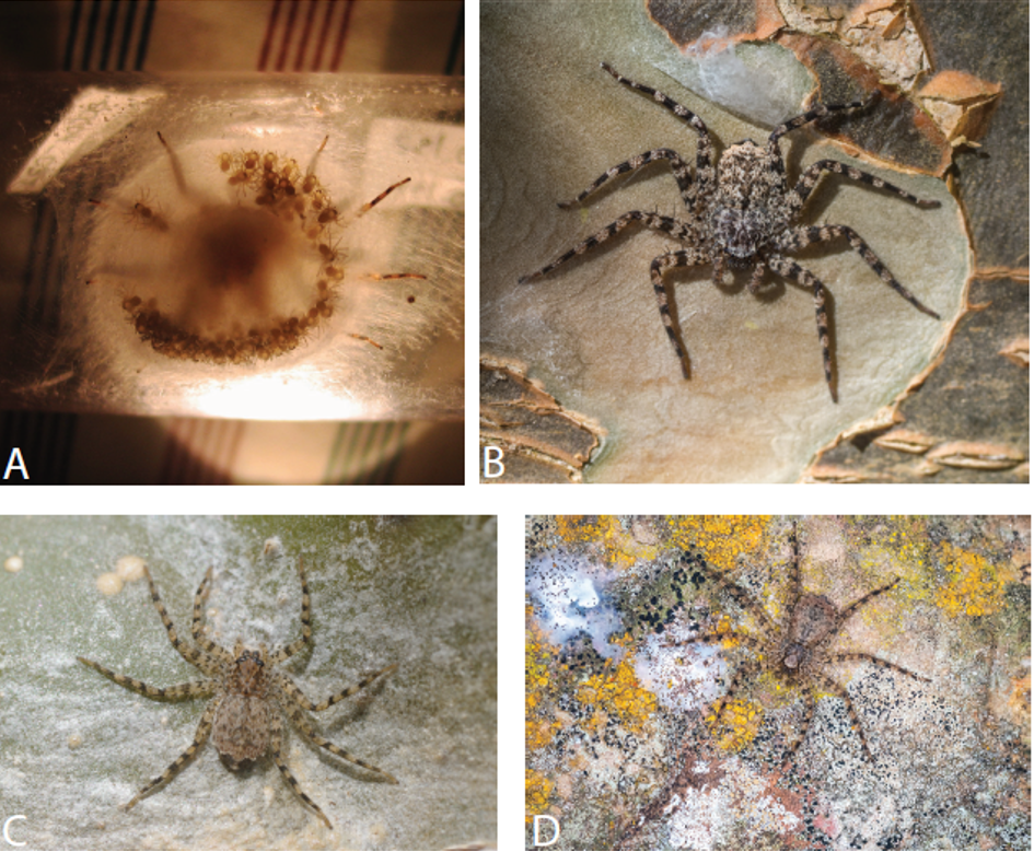 Biólogo de Uniguajira descubrió nueva especia de araña