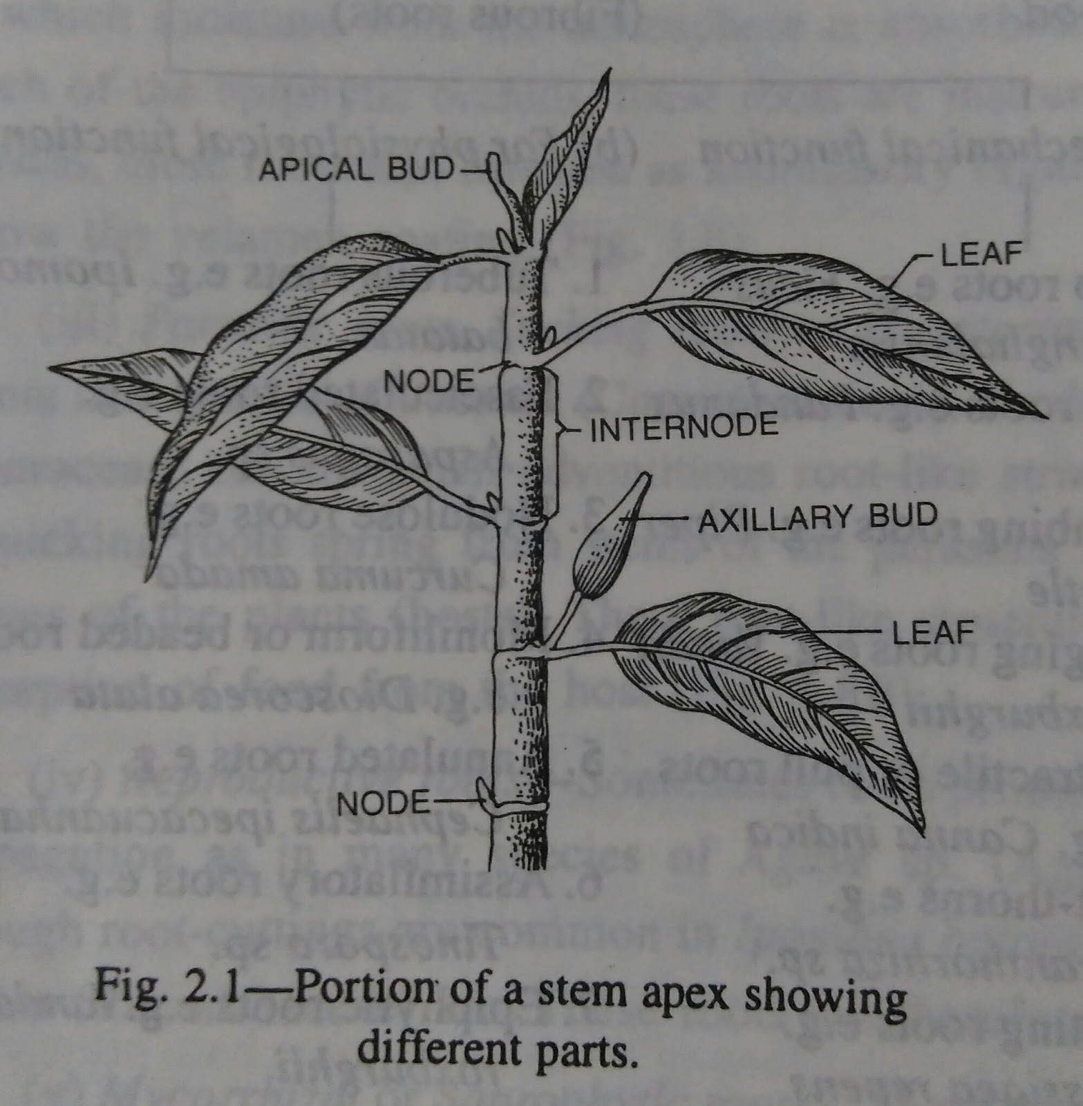 Stem Definition, characteristics, forms and surface of stems digieduco