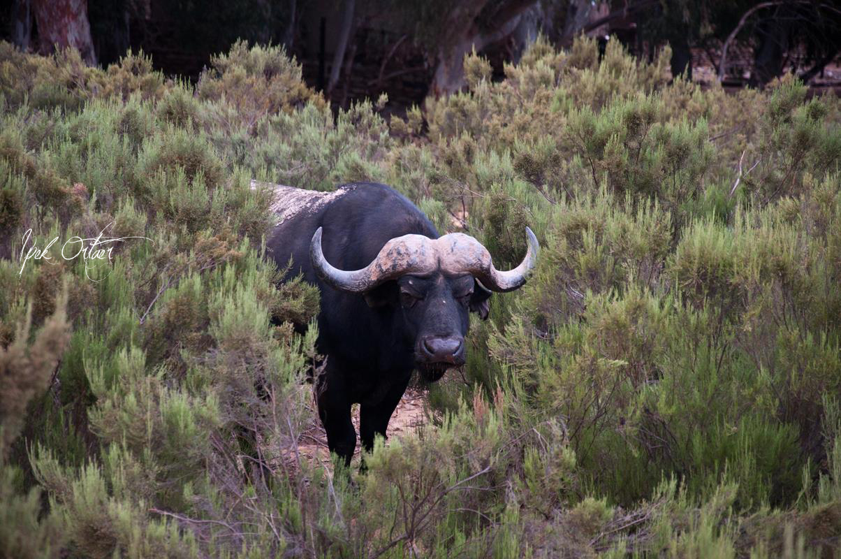 Cape Town’da Safariye Gitmek Ipek�s Photoblog