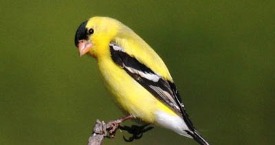 Attracting American Goldfinches to your backyard - What birds are in my