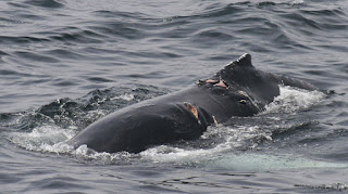collision strike on whale