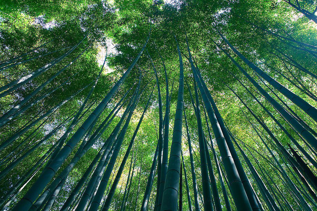 9 Gambar Pemandangan  Hutan  yang Indah  Gambar Pemandangan 