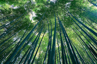 9 Gambar pemandangan hutan yang Indah 1