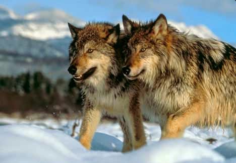 CENSORED NEWS: Rally for Wild Buffalo and Wolves Montana Capitol Feb ...