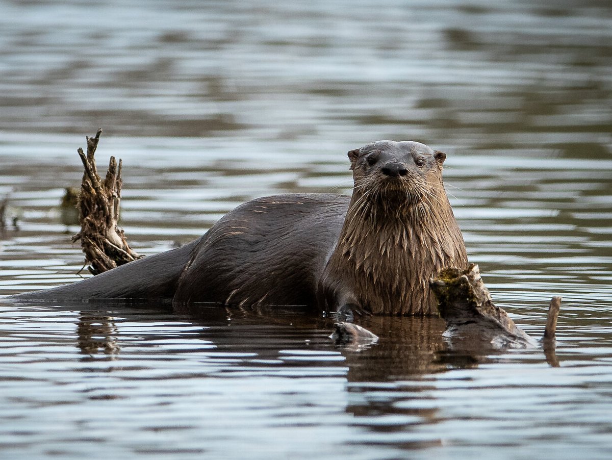 Upstate New York Outdoors River Otters, Neither Fish nor Flesh
