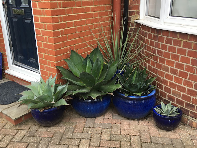 Alternative Eden Exotic Garden: A Blue Pots update
