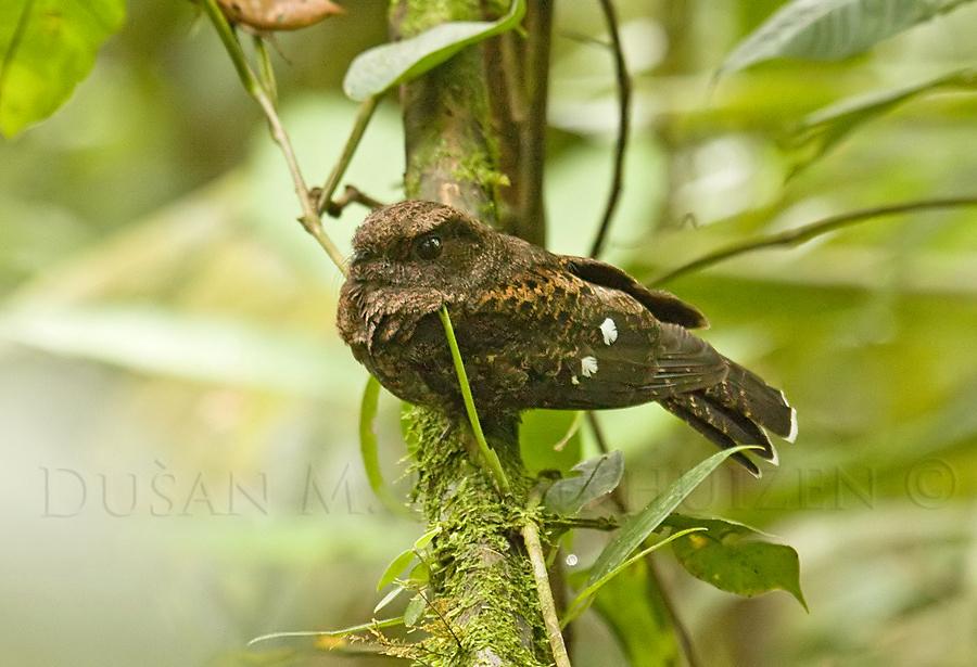Tierra de cucos, cuclillos, críalos, turacos Chotacabras del Chocó