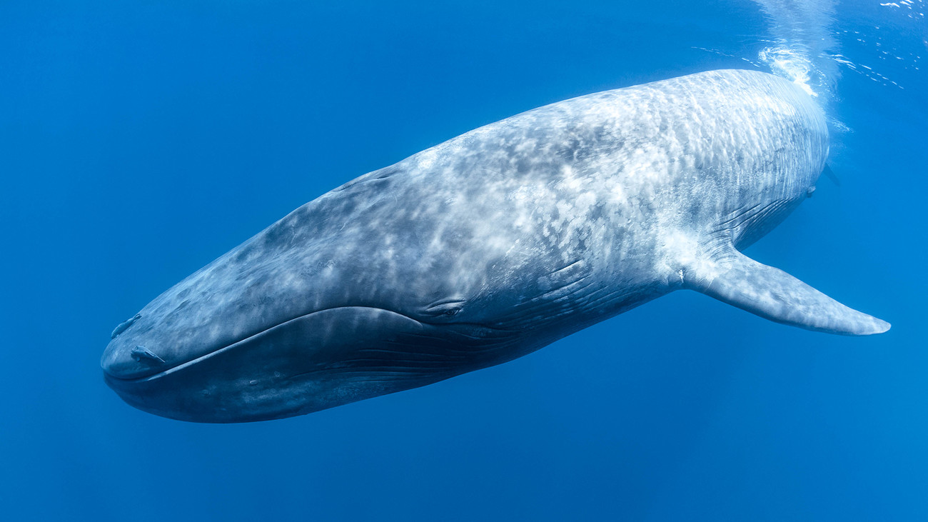 кашалот игра. синий кит. синий кит картинки. кит и человек сравнение. синий голубой кит блювал.