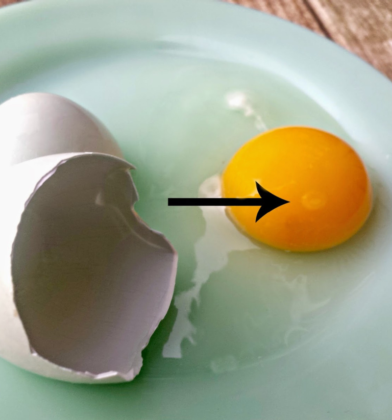 Are my Chicken Eggs Fertile? Fresh Eggs Daily® with Lisa Steele