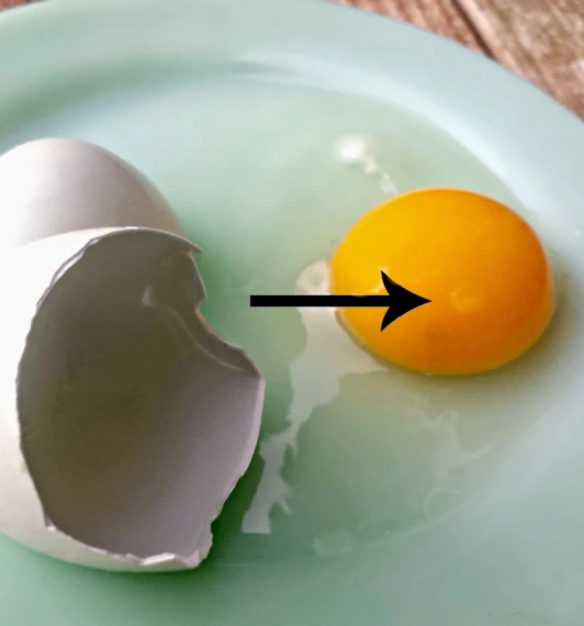 Are my Chicken Eggs Fertile? Fresh Eggs Daily® with Lisa Steele