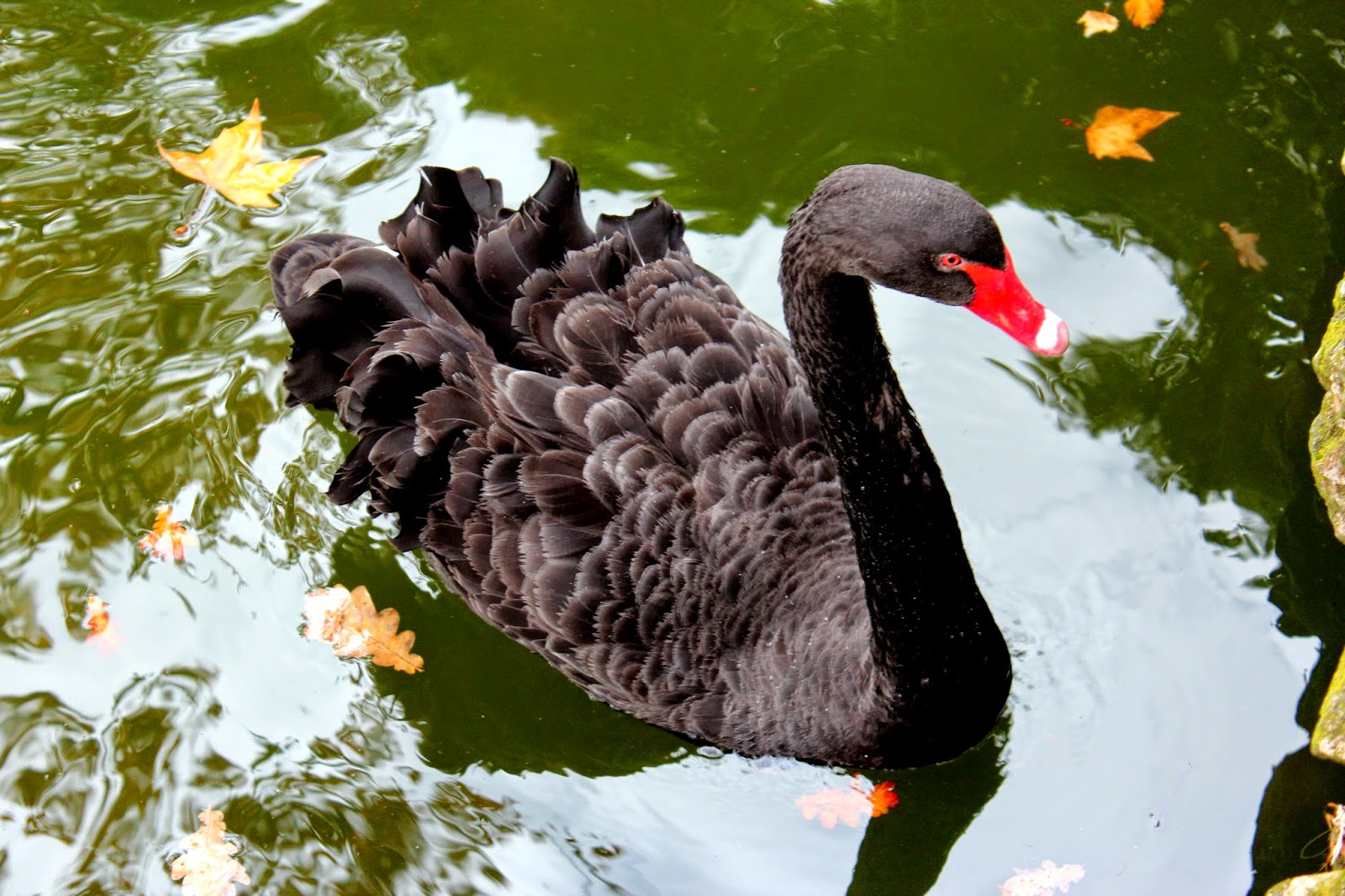 Cisne negro