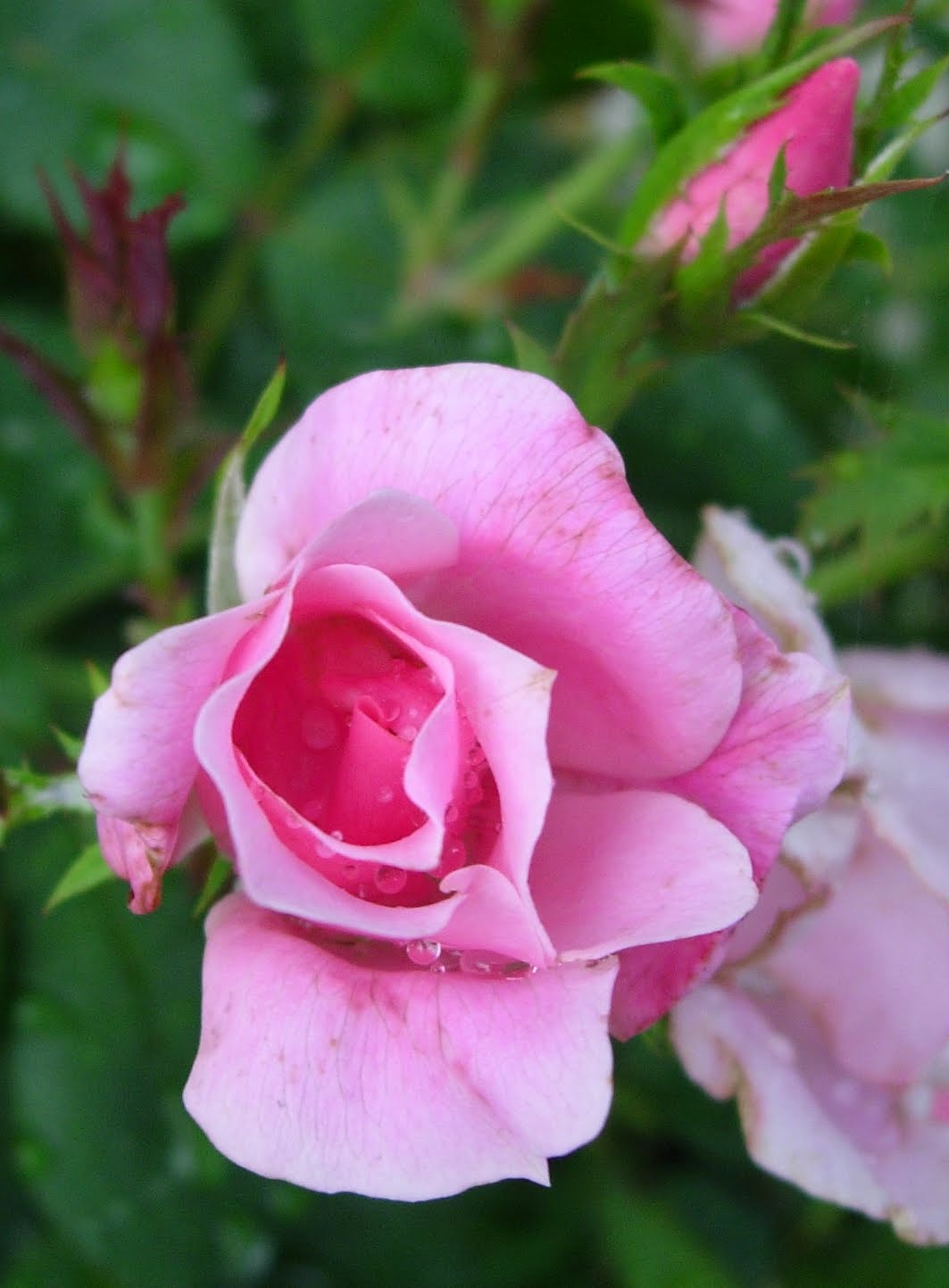 Once Upon A Rose Haven Roses...