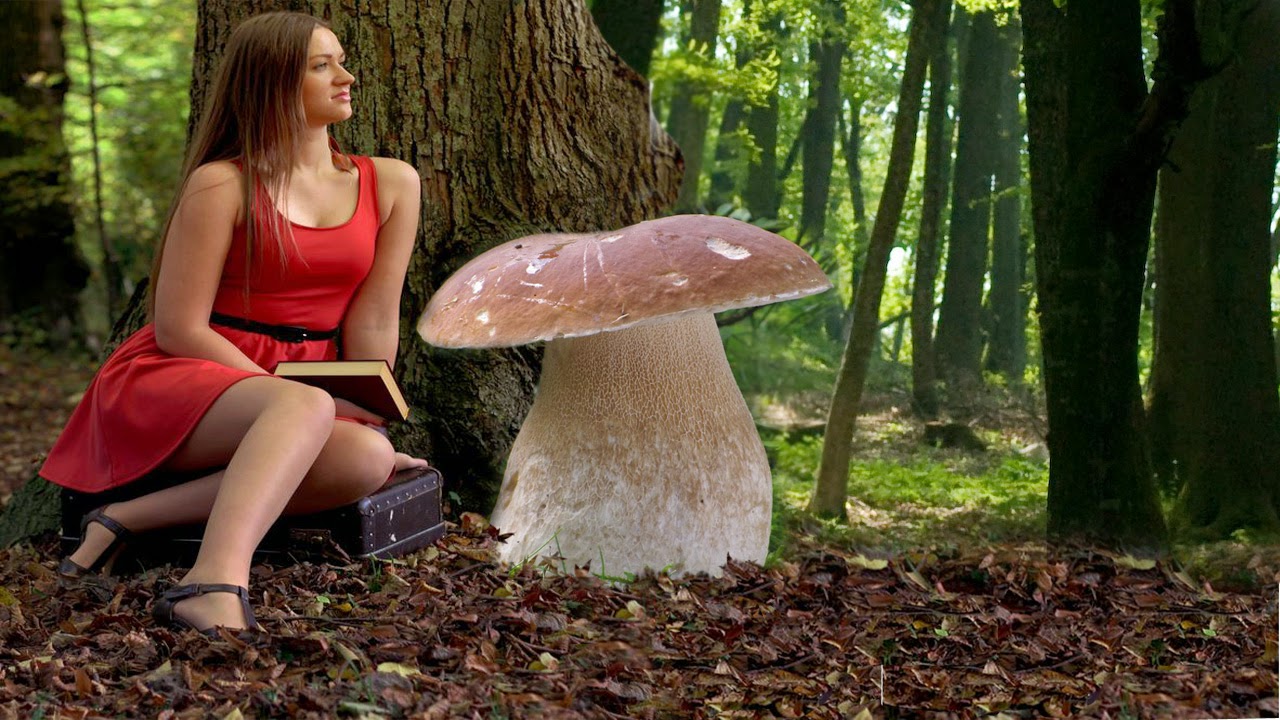 Сон собирать белые грибы в лесу женщине. Девушка гриб. Девушка с грибами фотосессия. Красивая девушка с грибом. Девушка за грибами.