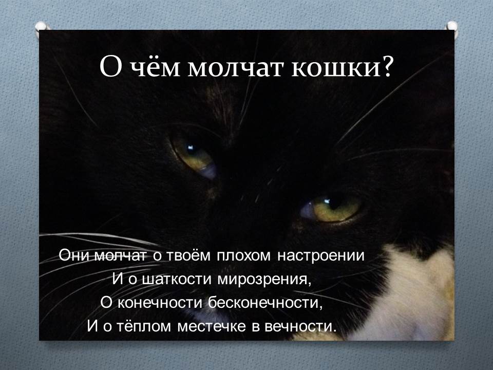 О чём молчат кошки?