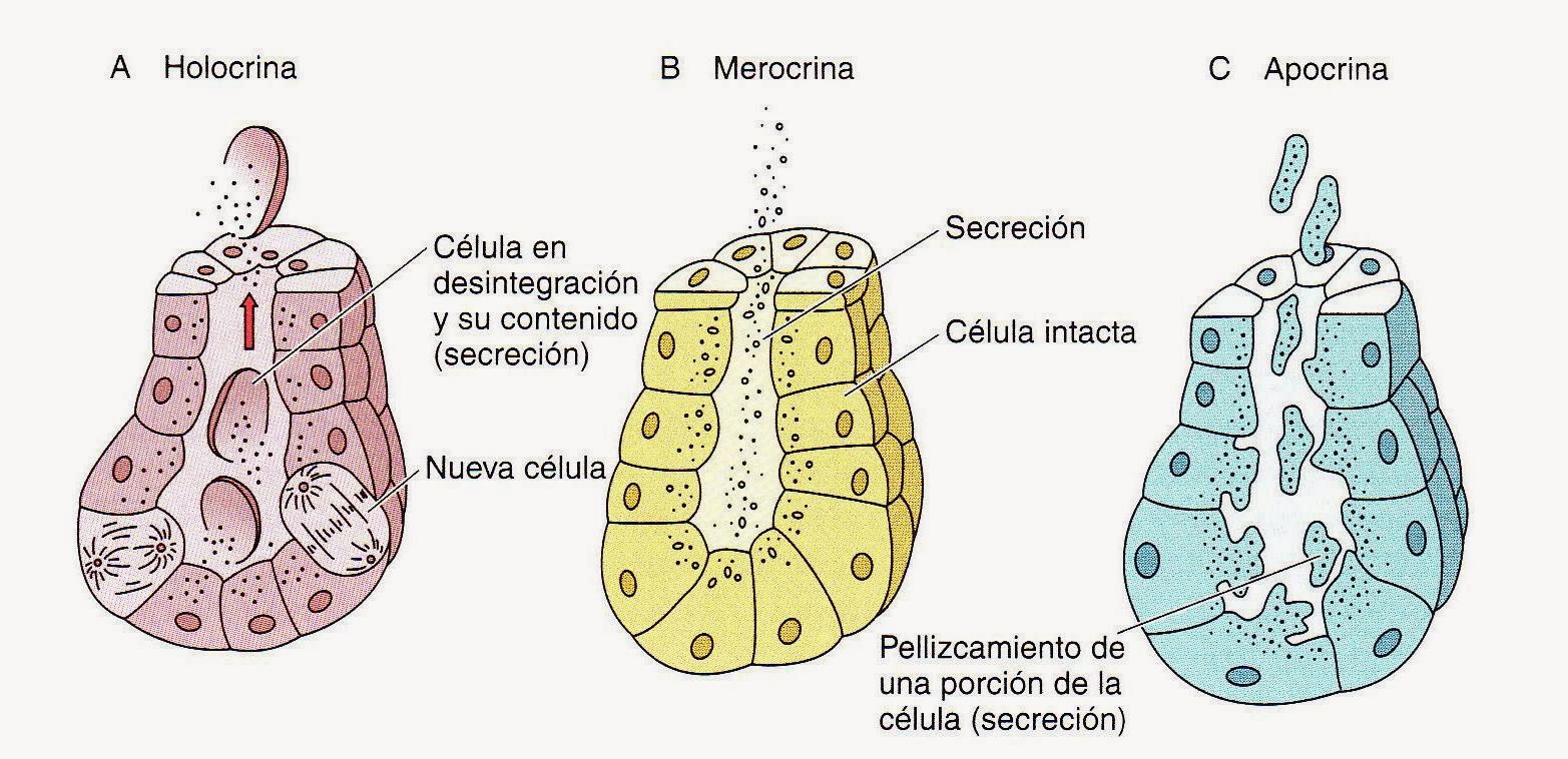 Que Son Las Glandulas Apocrinas – VPGJM